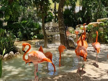 Xcaret Park - Travel destination photo